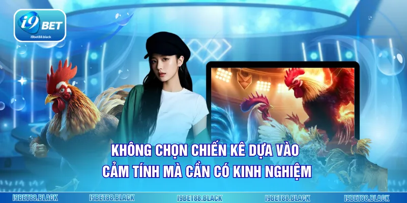 Không chọn chiến kê dựa vào cảm tính mà cần có kinh nghiệm