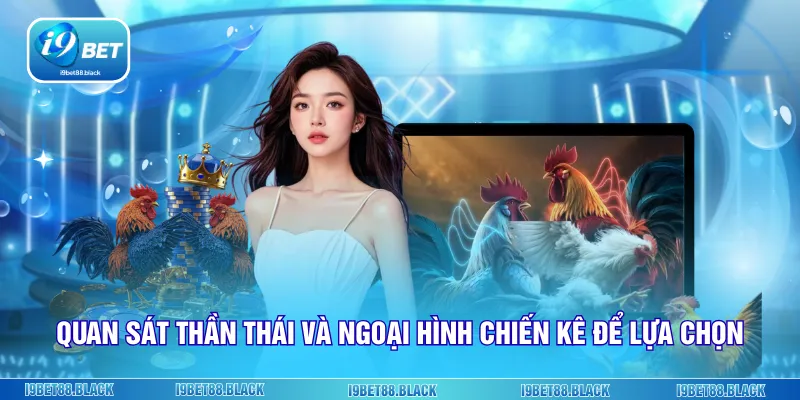 Quan sát thần thái và ngoại hình chiến kê để lựa chọn